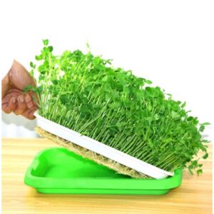 Hydroponic Microgreen Tray in bangladesh