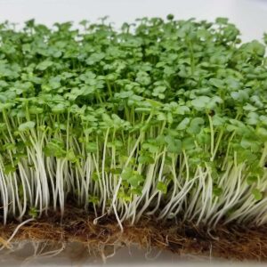 mustard seed microgreen