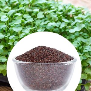 mustard seed microgreen