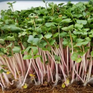 radish seeds