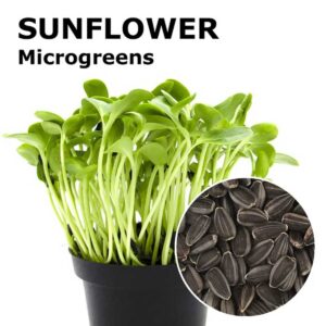 Sunflower Microgreen Seeds