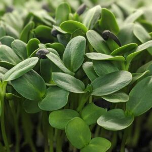 Sunflower Microgreen Seeds