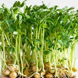 microgreen pea seed