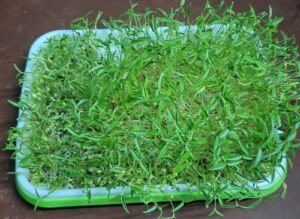 Mung Microgreen Seed 